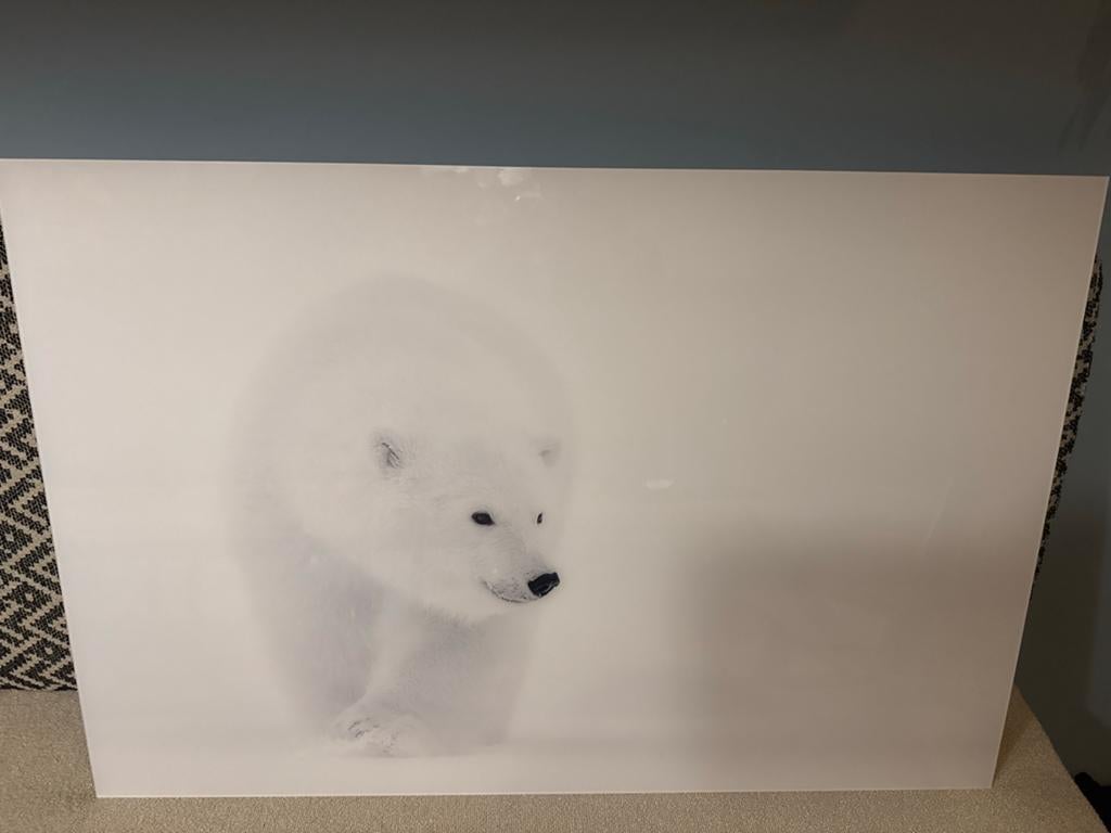 Prachtige foto van een ijsbeer - "Looking for Mum", Ophalen of Verzenden