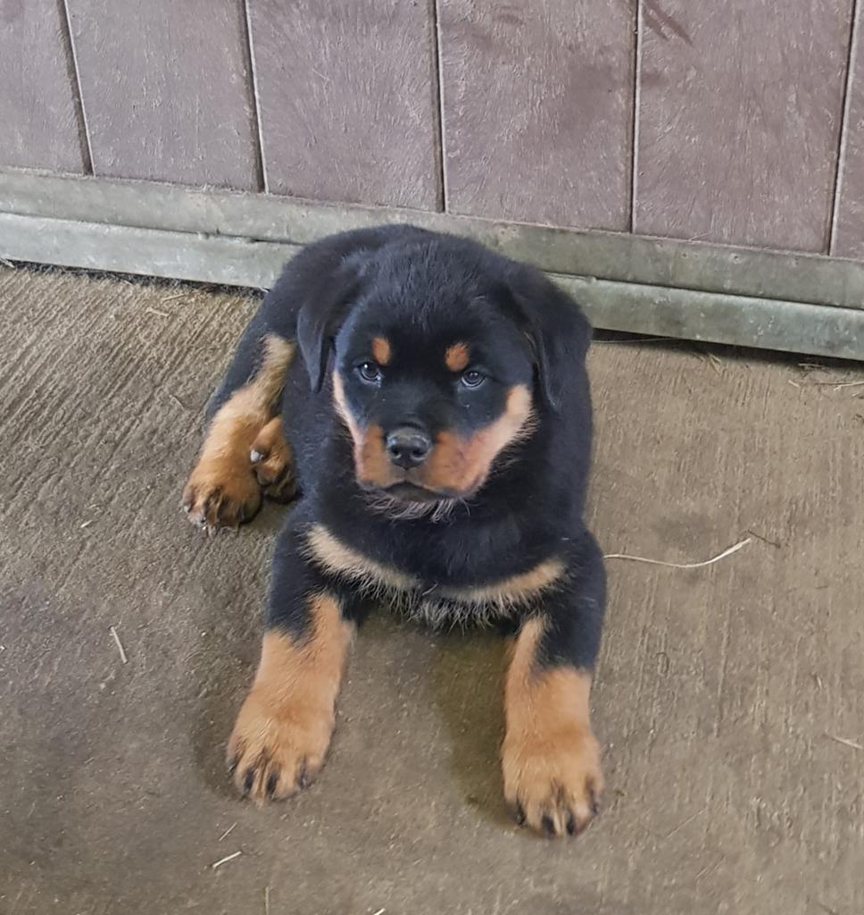 Rottweiler pups, Dieren en Toebehoren, Honden | Bulldogs, Pinschers en Molossers, 8 tot 15 weken, Meerdere dieren, Eén hond, Rottweiler