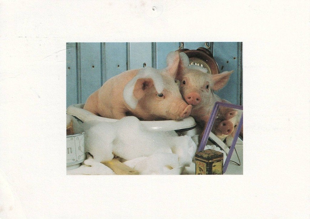 2 varkens willen samen in bad 293, Verzenden, 1980 tot heden, Gelopen, Overige soorten