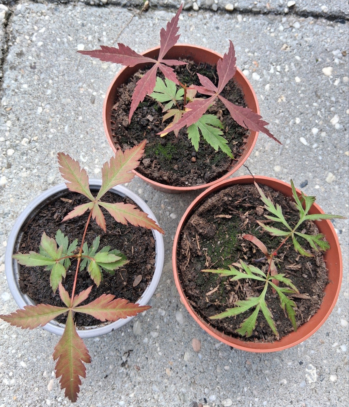 Japanse esdoorn Acer palmatum, Ophalen, Bloeit niet, Halfschaduw, Overige soorten