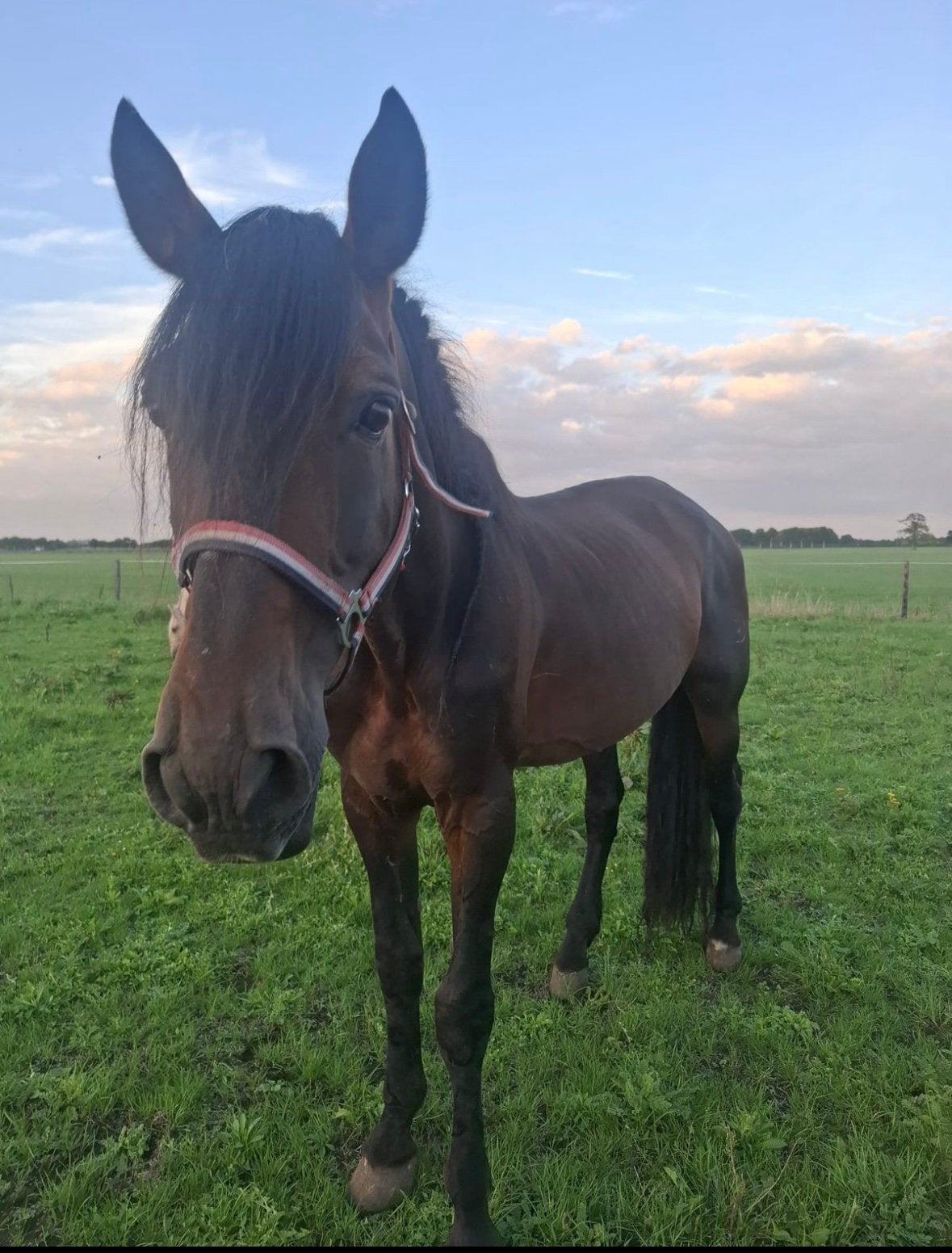 Super Lief Familiepaard / Recreatie paard!!!😍, Dieren en Toebehoren, Gechipt, B, Hengst, 160 tot 165 cm