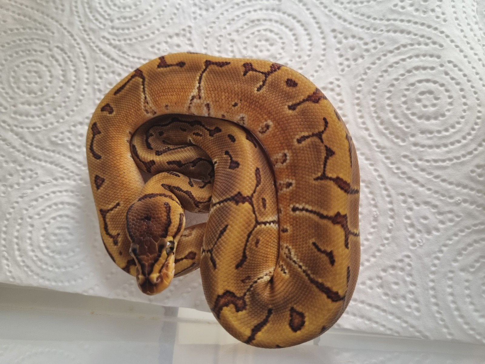 0.1 pinstripe enchi special het piebald, Dieren en Toebehoren, Slang, 0 tot 2 jaar