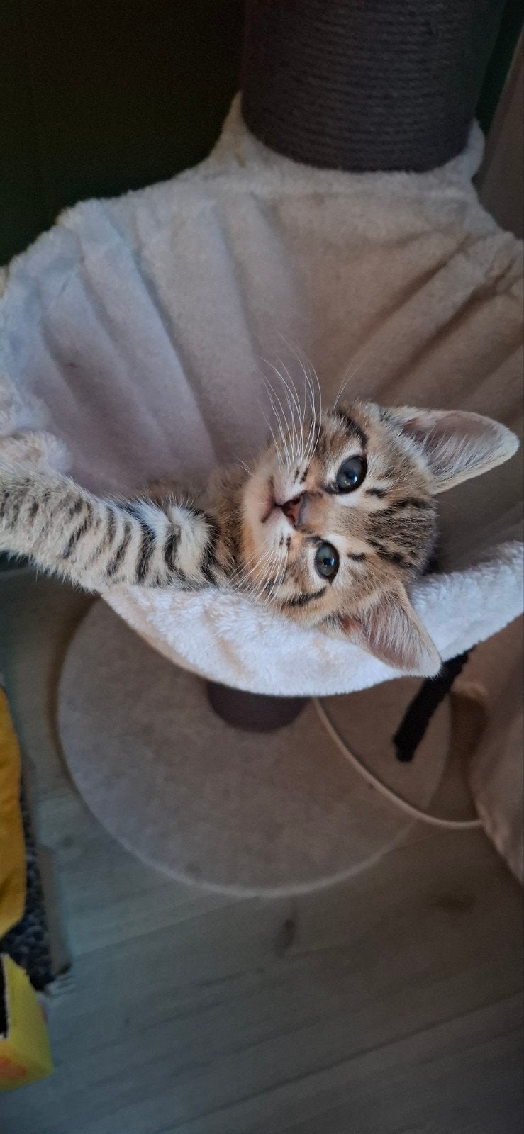 Kittens