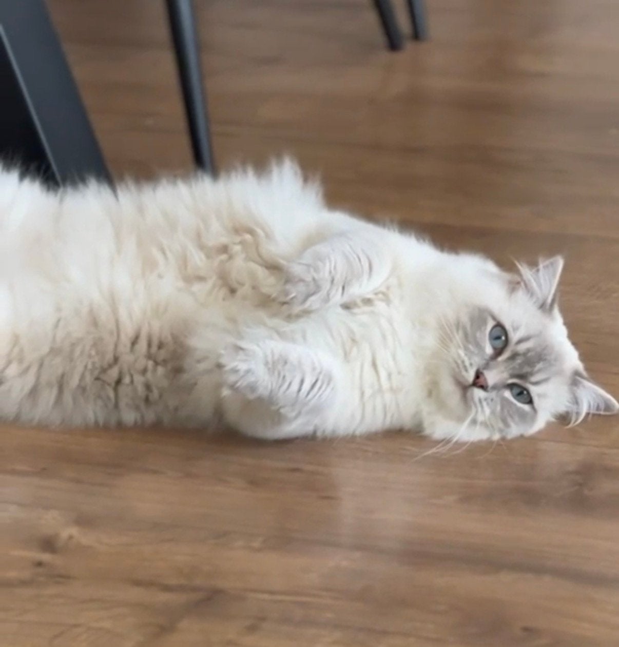 Liefdevol thuis gezocht voor Ragdoll Melo (blue lynx point), Kater, Gechipt, 3 tot 5 jaar
