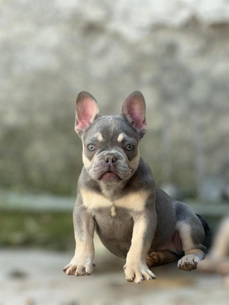 Prachtige franse bulldogs 2 reutjes 1 fluffy en 1 teefje, Particulier, 8 tot 15 weken, Buitenland, Parvo