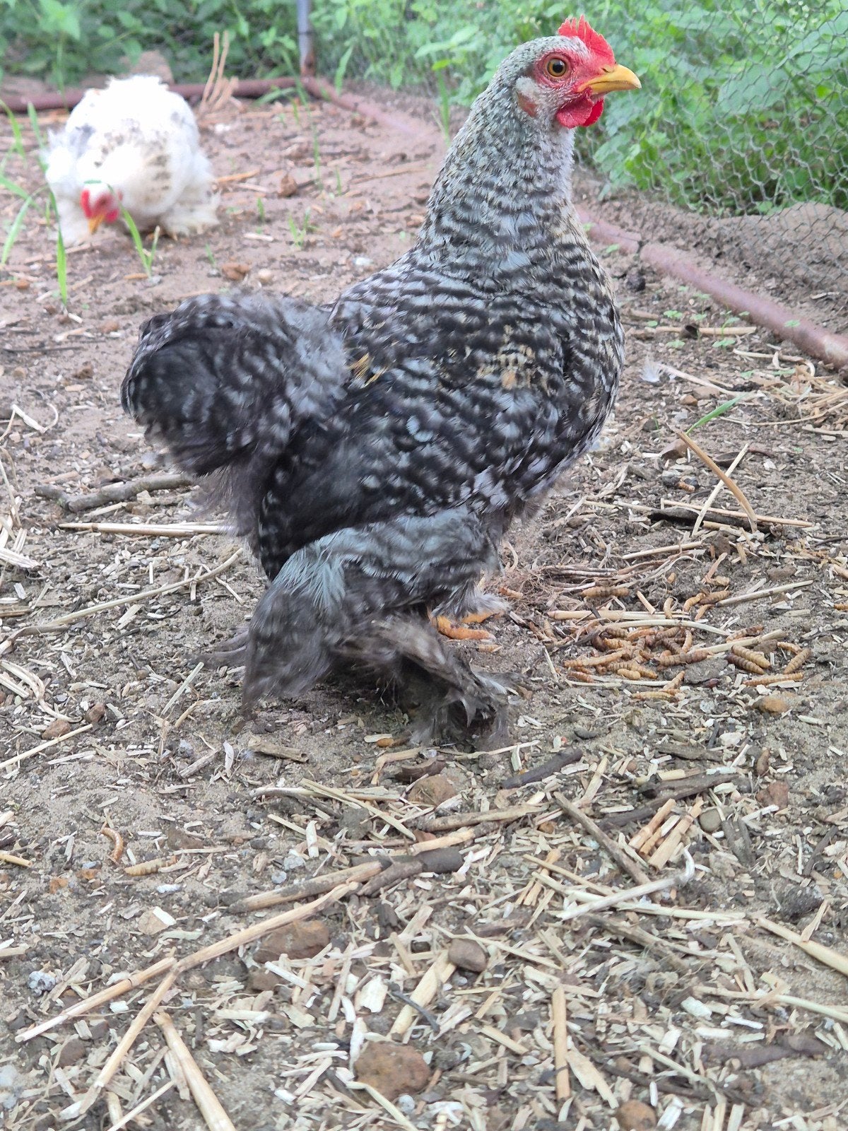 cochin kriel kuiken haan, Dieren en Toebehoren, Pluimvee, Mannelijk, Kip