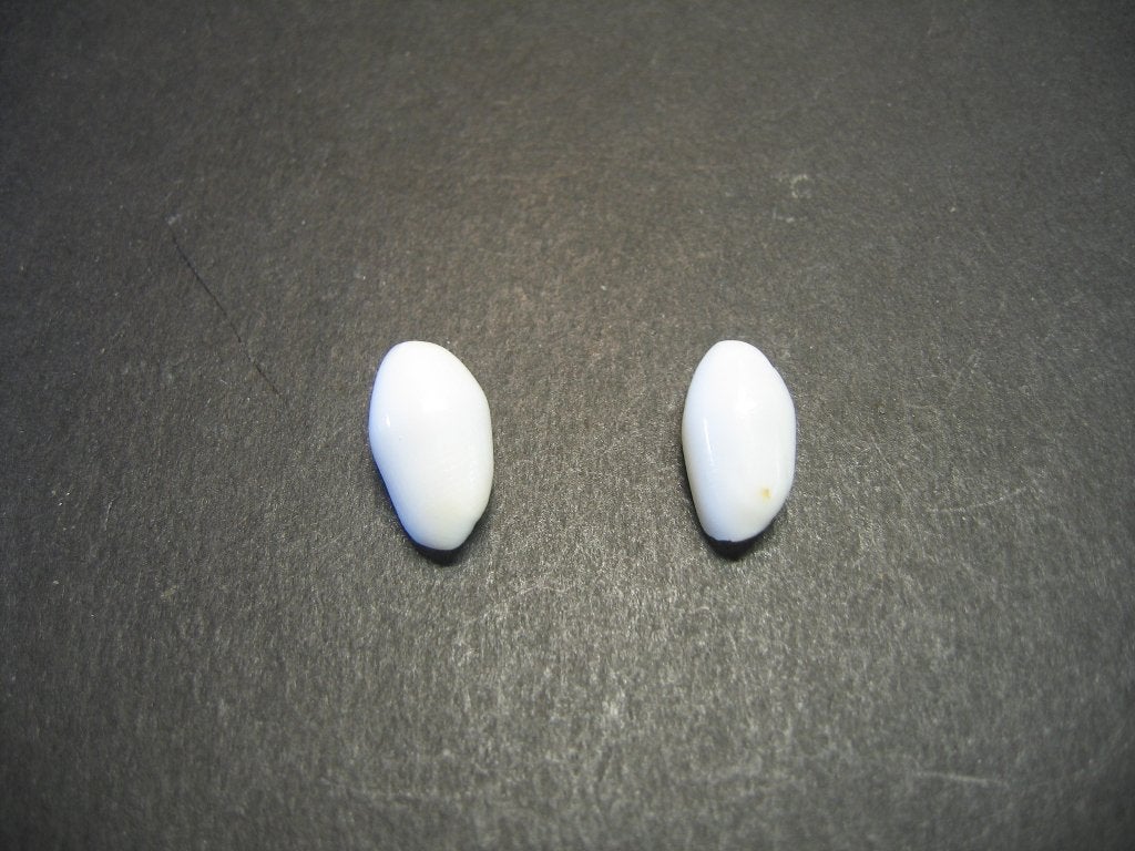 Schelpen: Aliculastrum solidum  Bruguière,  1792., Ophalen of Verzenden, Schelp(en)