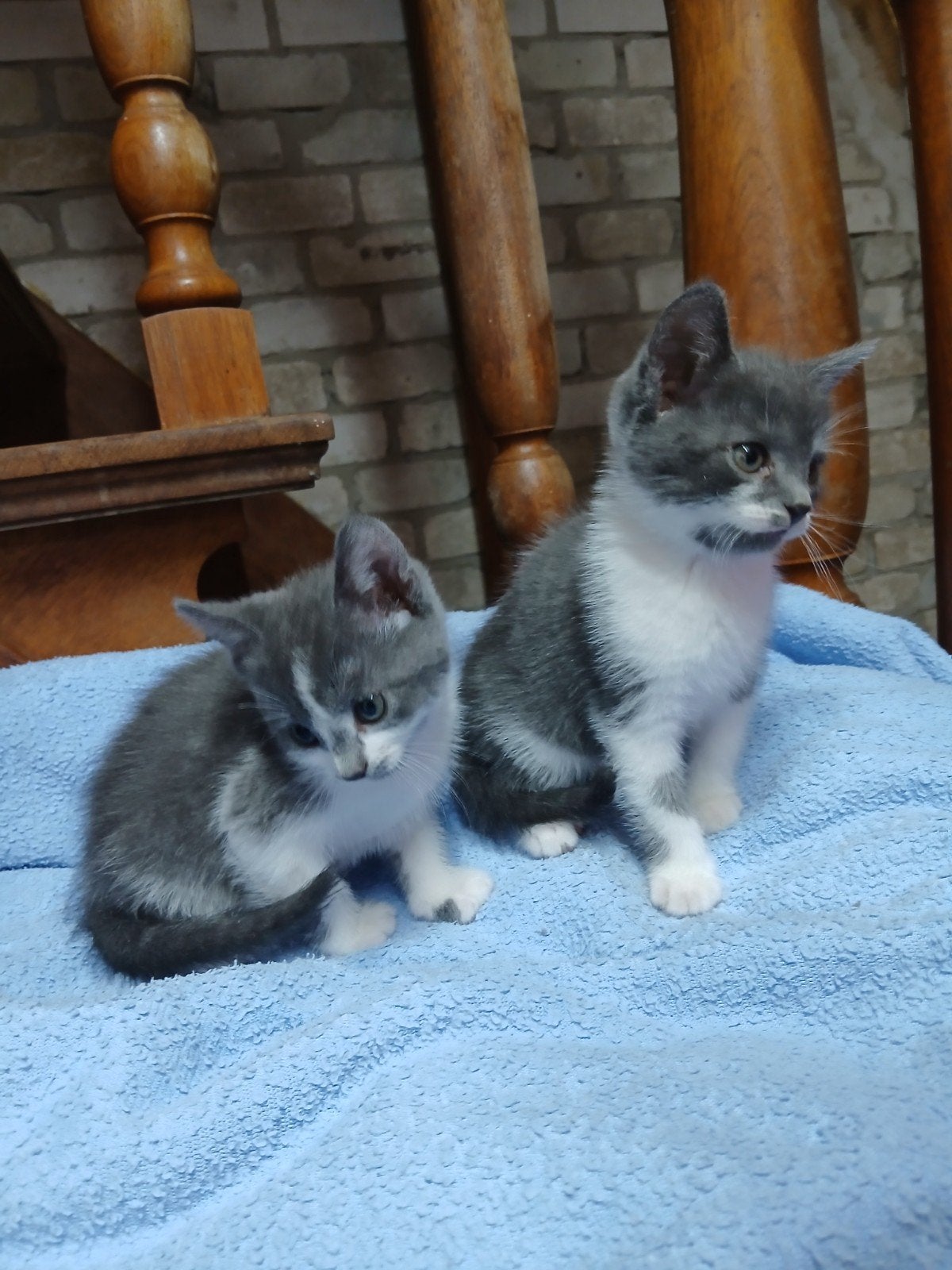 kittens