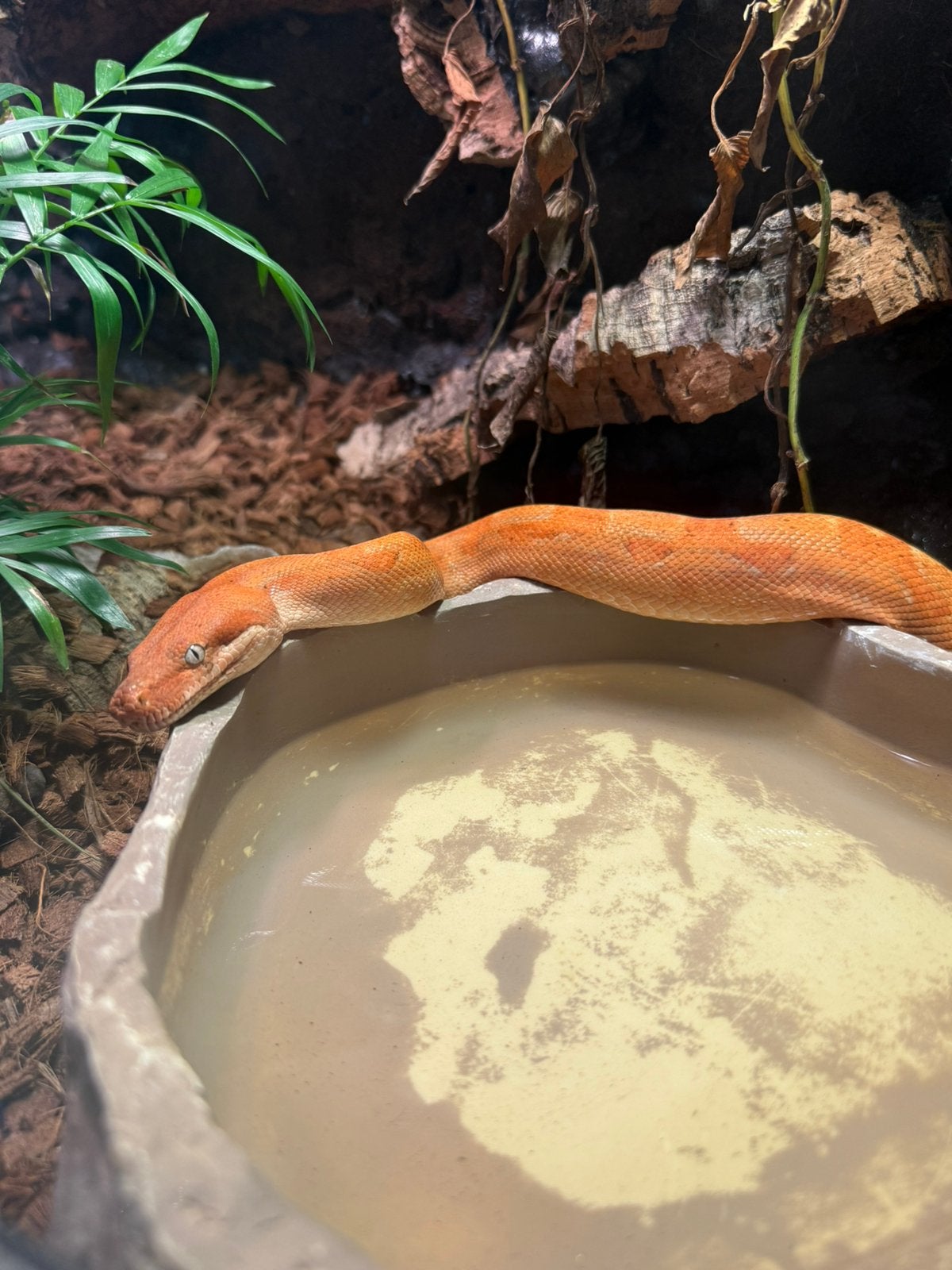 Prachtige Boa Constrictor, Dieren en Toebehoren, Reptielen en Amfibieën, Slang, 0 tot 2 jaar