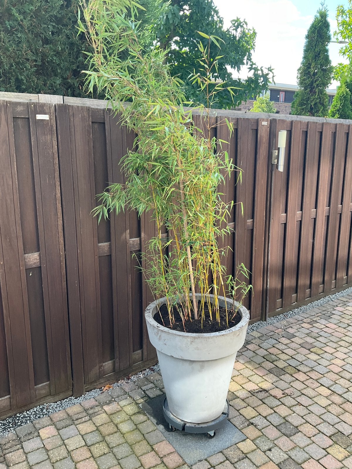 Bamboe niet woekerend in pot ( of zonder pot), Ophalen, Overige soorten, Halfschaduw