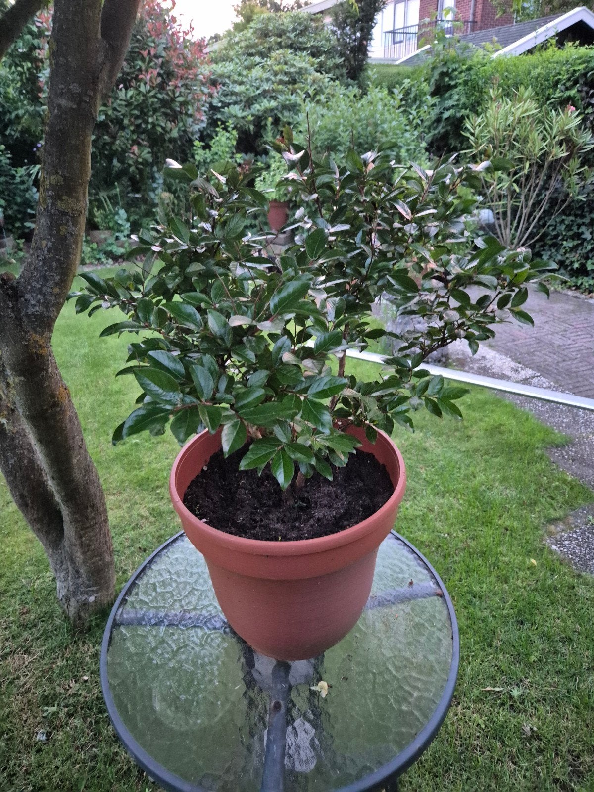 Struik, Tuin en Terras, Planten | Struiken en Hagen, Ophalen, Overige soorten