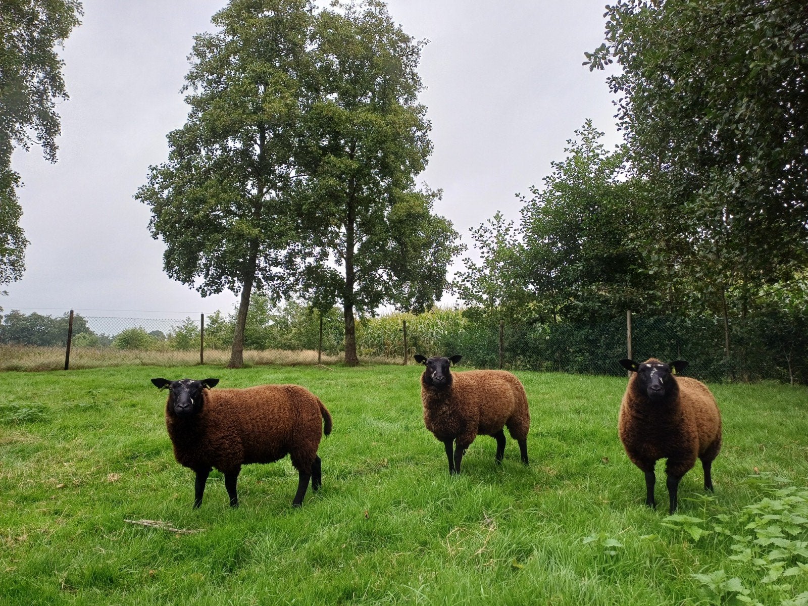 3 mooie zwarte ooilammeren