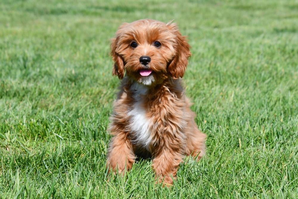 Cavapoo pups te koop, Dieren en Toebehoren, Honden | Niet-rashonden, Klein, Meerdere dieren, Fokker | Professioneel, Meerdere