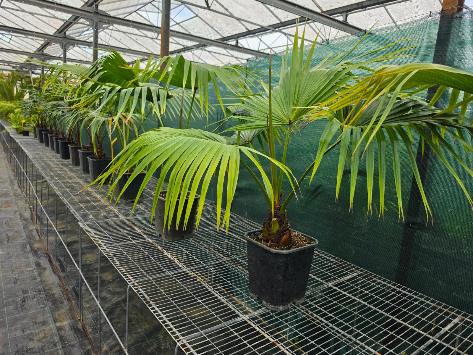 Livistona chinensis palmboom, Ophalen, Overige soorten, Volle zon
