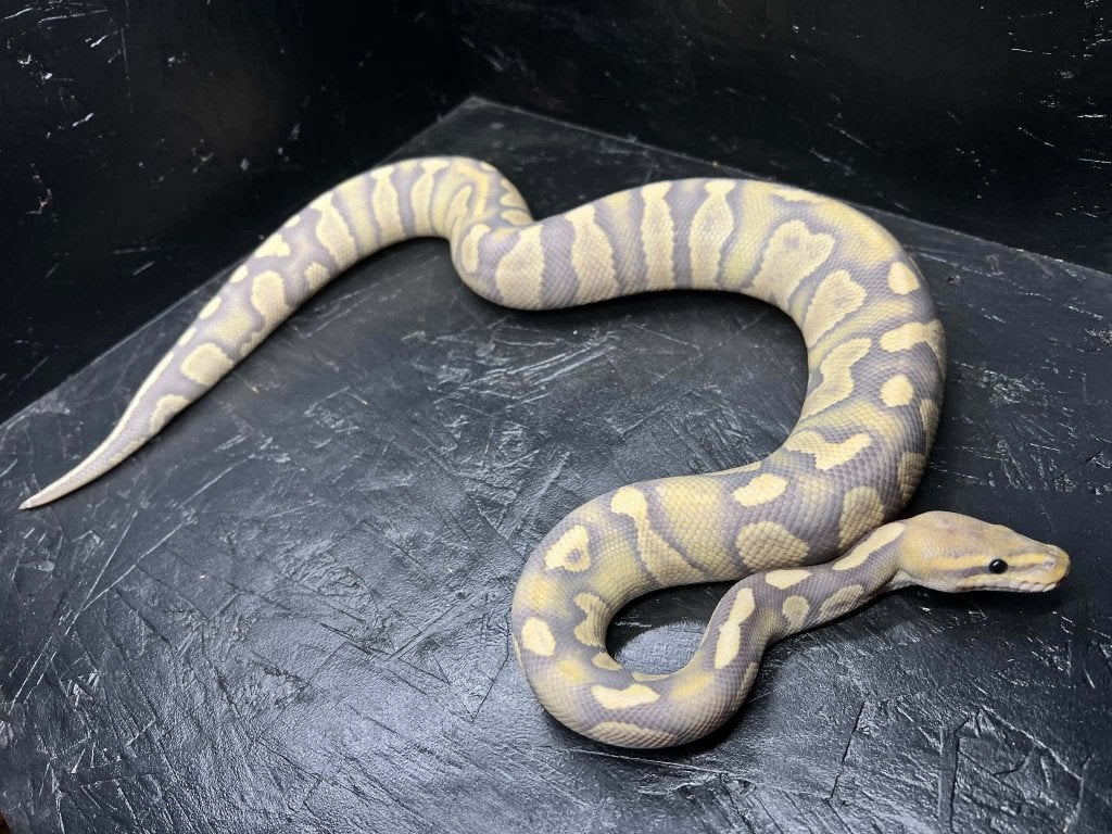 Ball python super choco DG/Hypo (Houten) Ball Python - unknown for sale from shirley sterckx