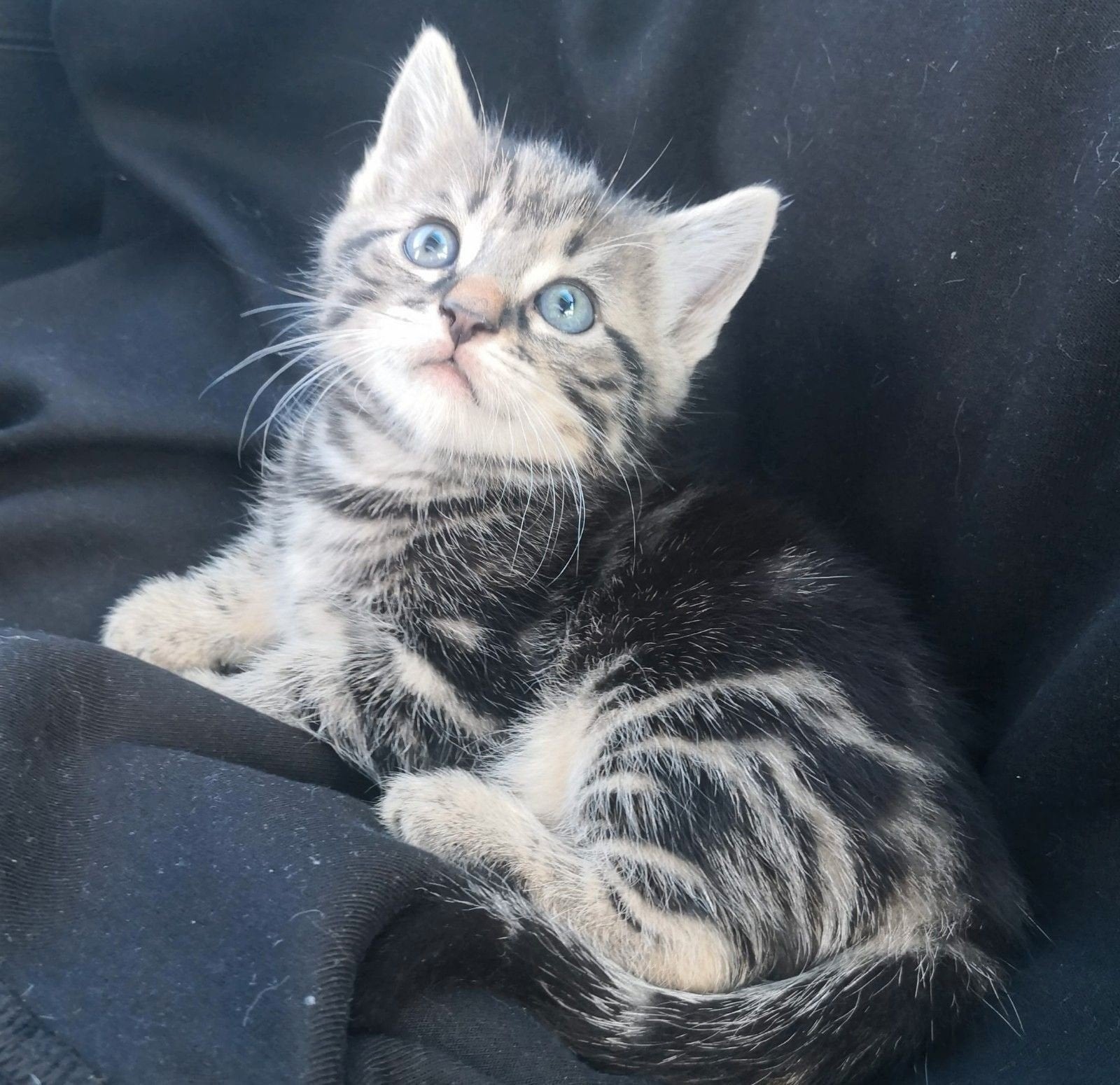 mooiste kittens🥰, Meerdere dieren, Kortharig, 0 tot 2 jaar