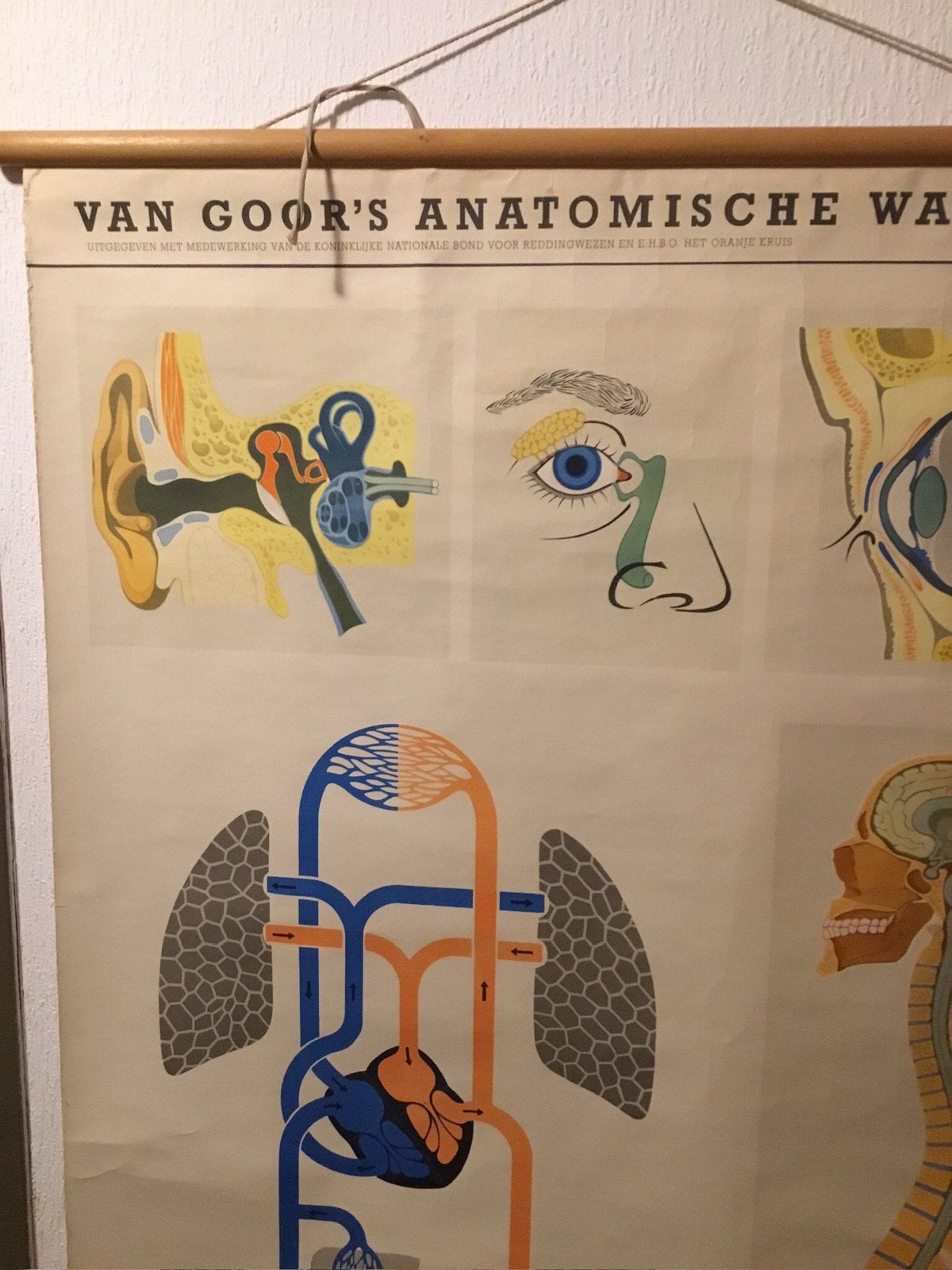 Anatomische wandplaat poster anatomie kno bloedsomloop long, Antiek en Kunst, Ophalen of Verzenden, Natuur en Biologie