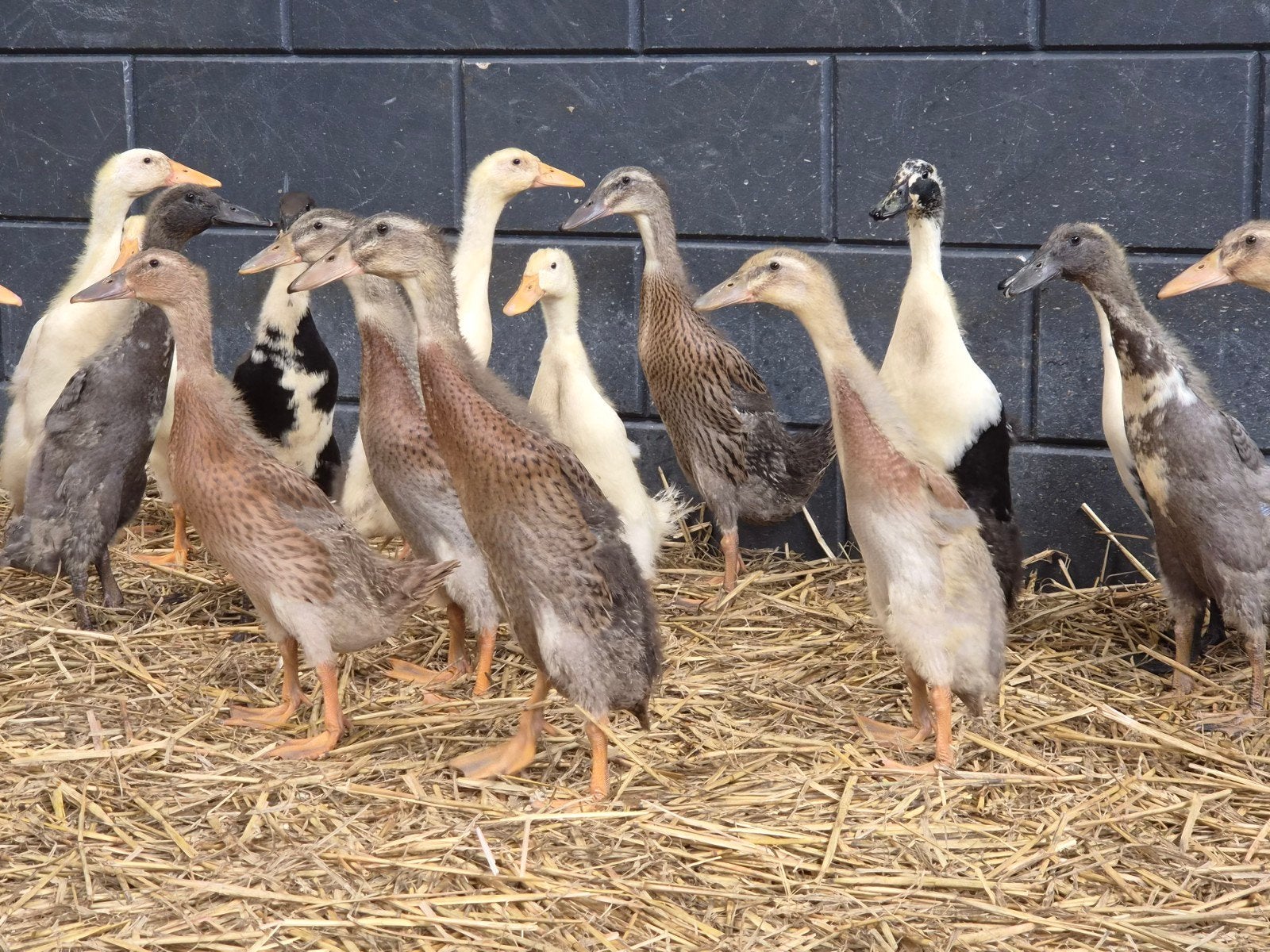 Jonge loopeenden, Dieren en Toebehoren, Geslacht onbekend, Eend