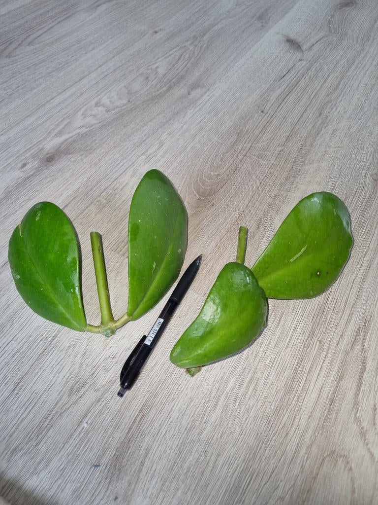 Hoya kerrii, Huis en Inrichting, Kamerplanten, Ophalen of Verzenden, Halfschaduw, Minder dan 100 cm
