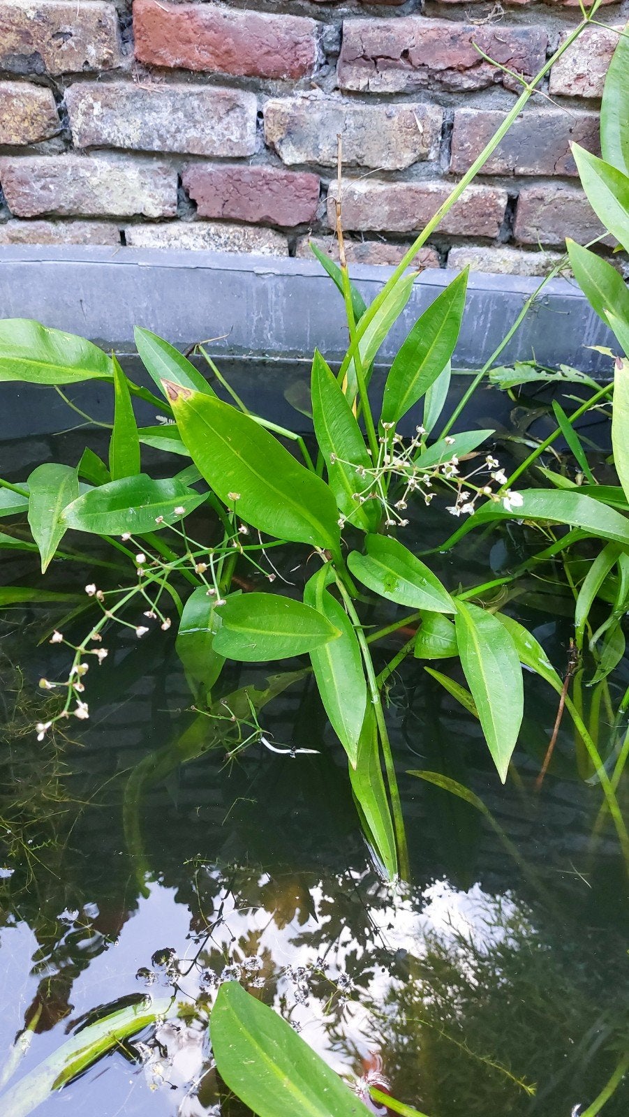 Grote waterplant voor vijver of waterornament, Ophalen