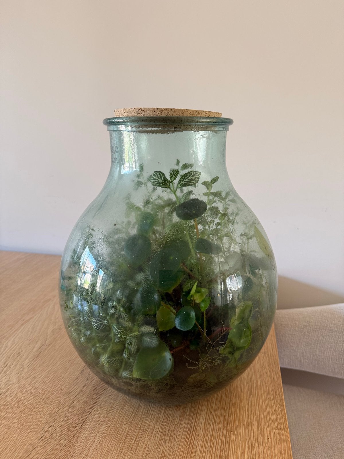 Planten terrarium met diverse planten, Huis en Inrichting, Kamerplanten, Overige soorten, In pot, Minder dan 100 cm, Groene kamerplant