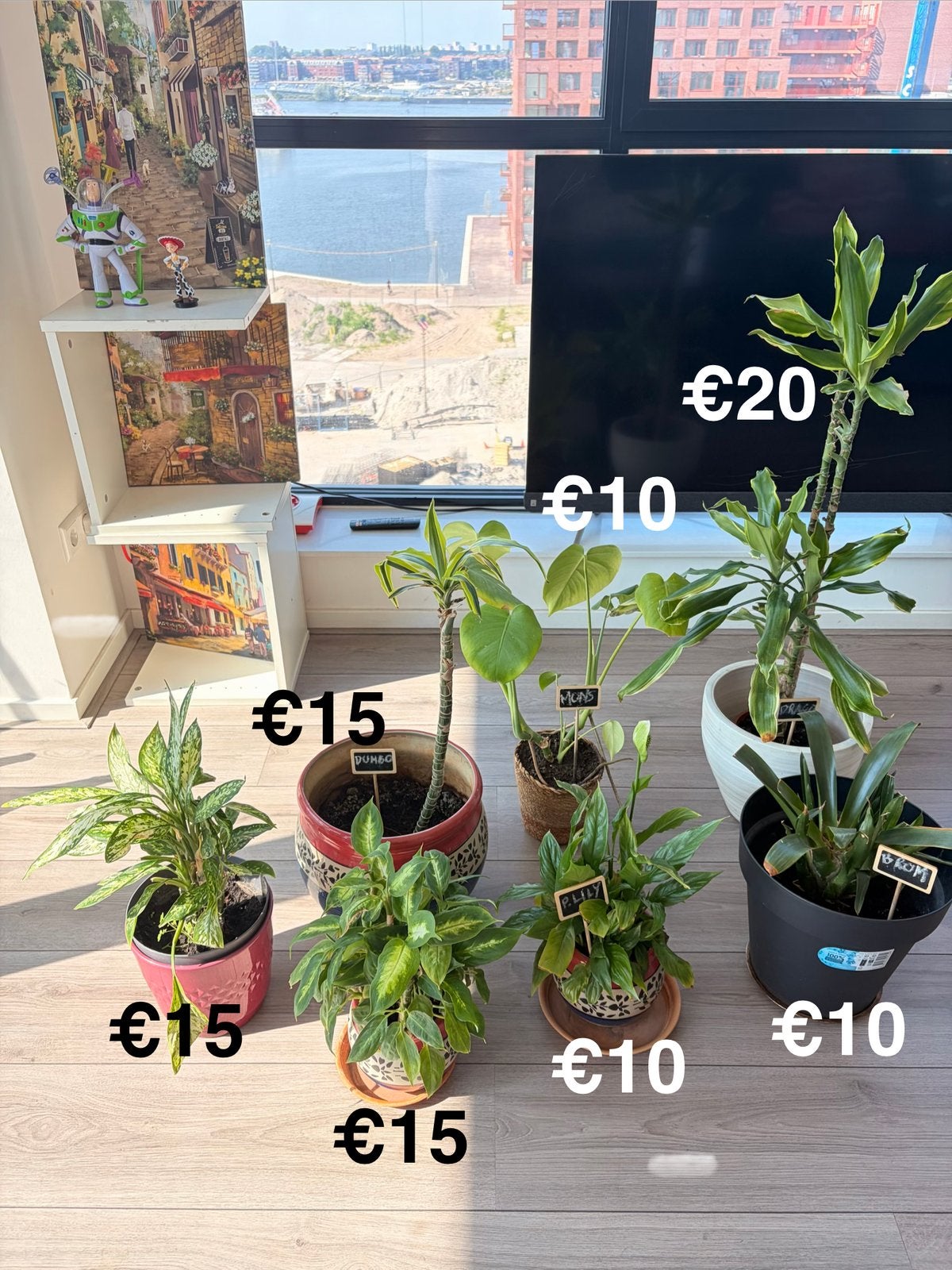 Moving Sale – Healthy Indoor Plants with Pots - Choose yours, Ophalen, Halfschaduw, Minder dan 100 cm