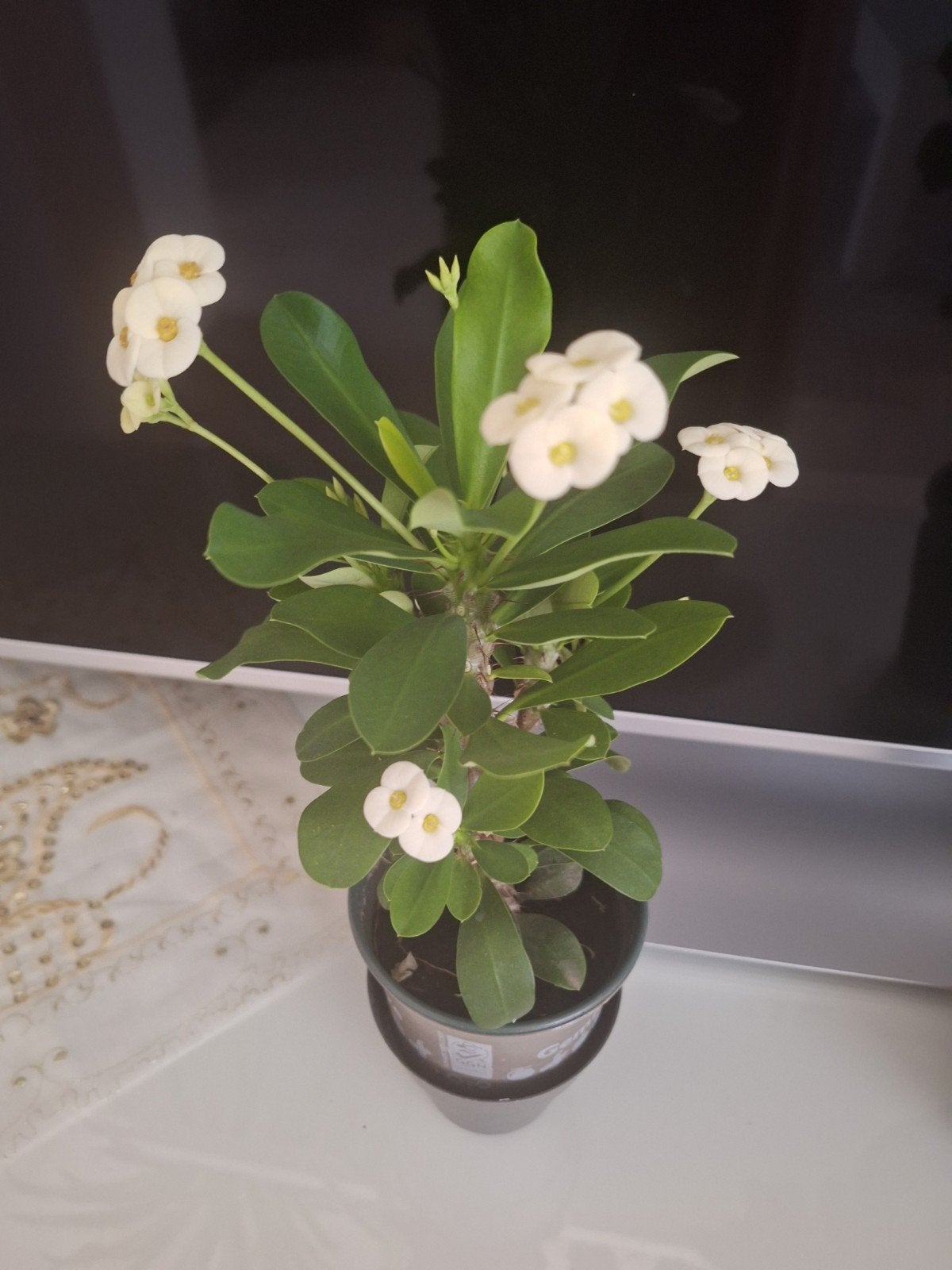 Mooie bloeiende Euphorbia Milii (Christusdoorn) in pot, Ophalen