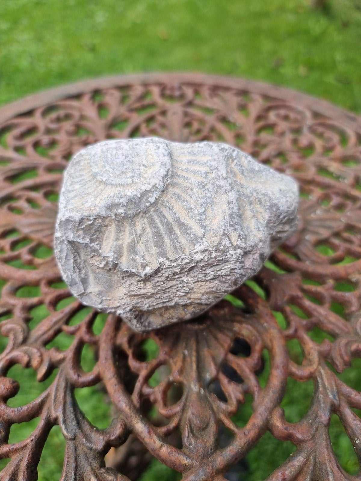 Fossiel uit de Jura-Krijttijdperk, Ophalen of Verzenden, Fossiel