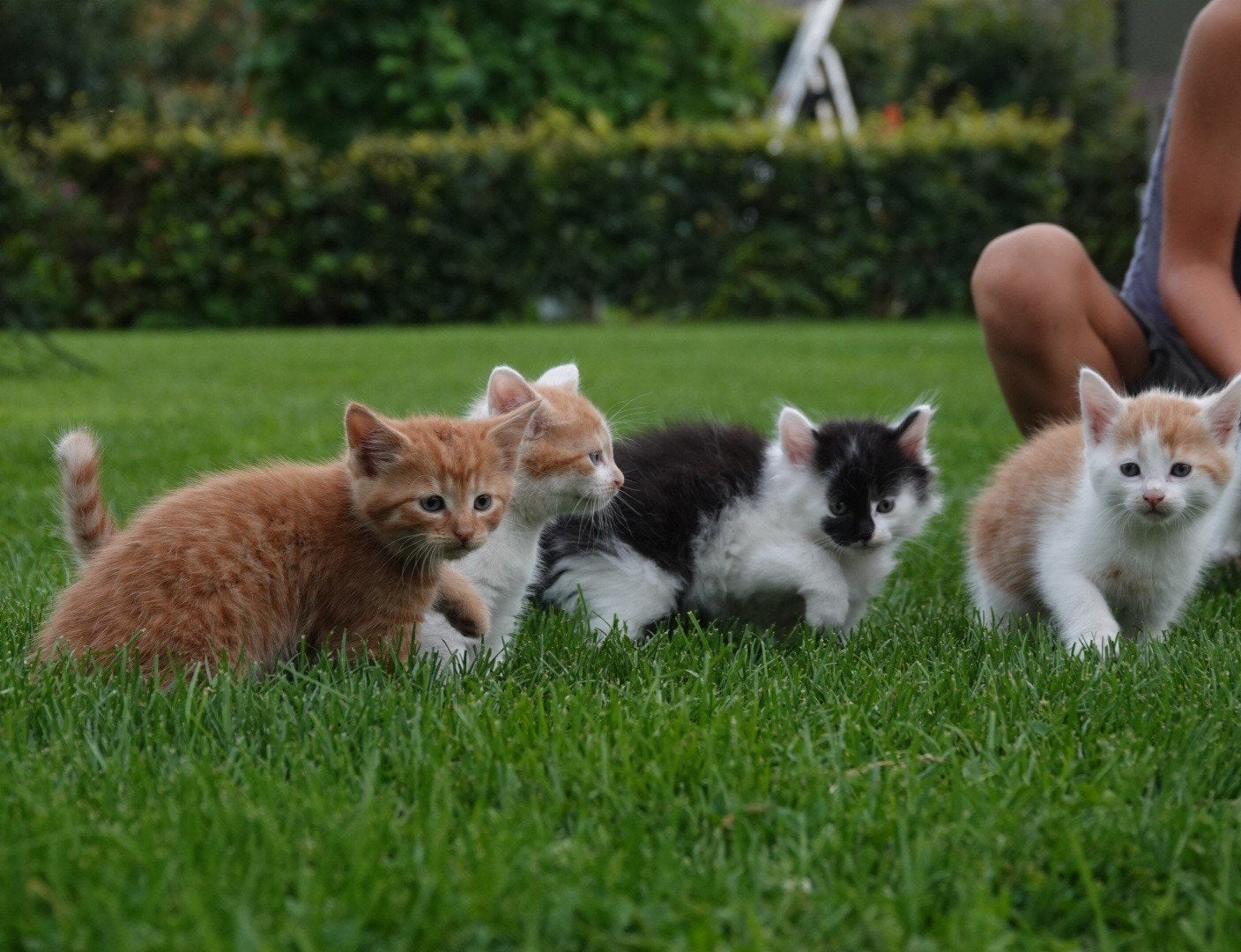 lieve kittens te koop!, Meerdere dieren, 0 tot 2 jaar