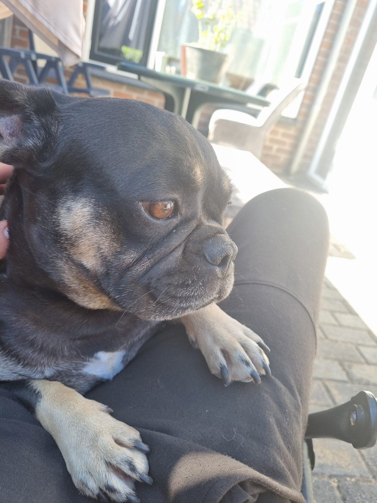 Franse bulldog teefje, Dieren en Toebehoren, Honden | Bulldogs, Pinschers en Molossers, Teef, Bulldog, Eén hond, 3 tot 5 jaar
