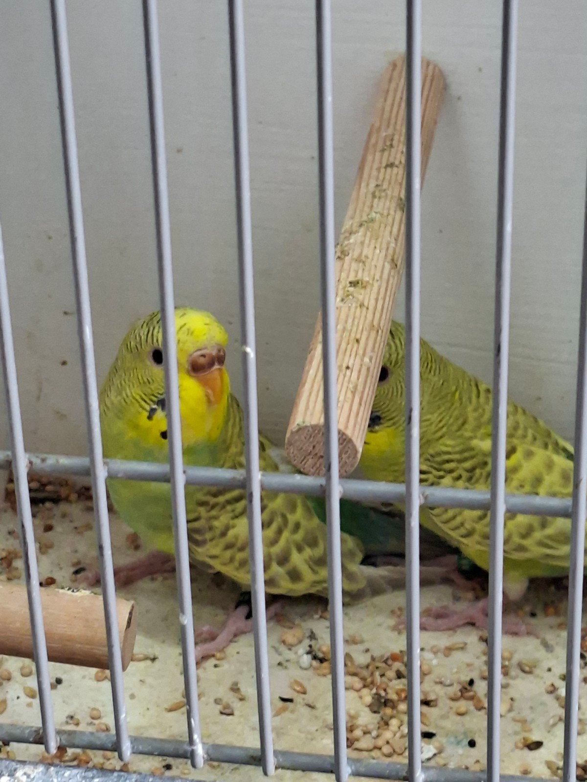 moi koppel dunfallow grasparkieten, Meerdere dieren, Parkiet