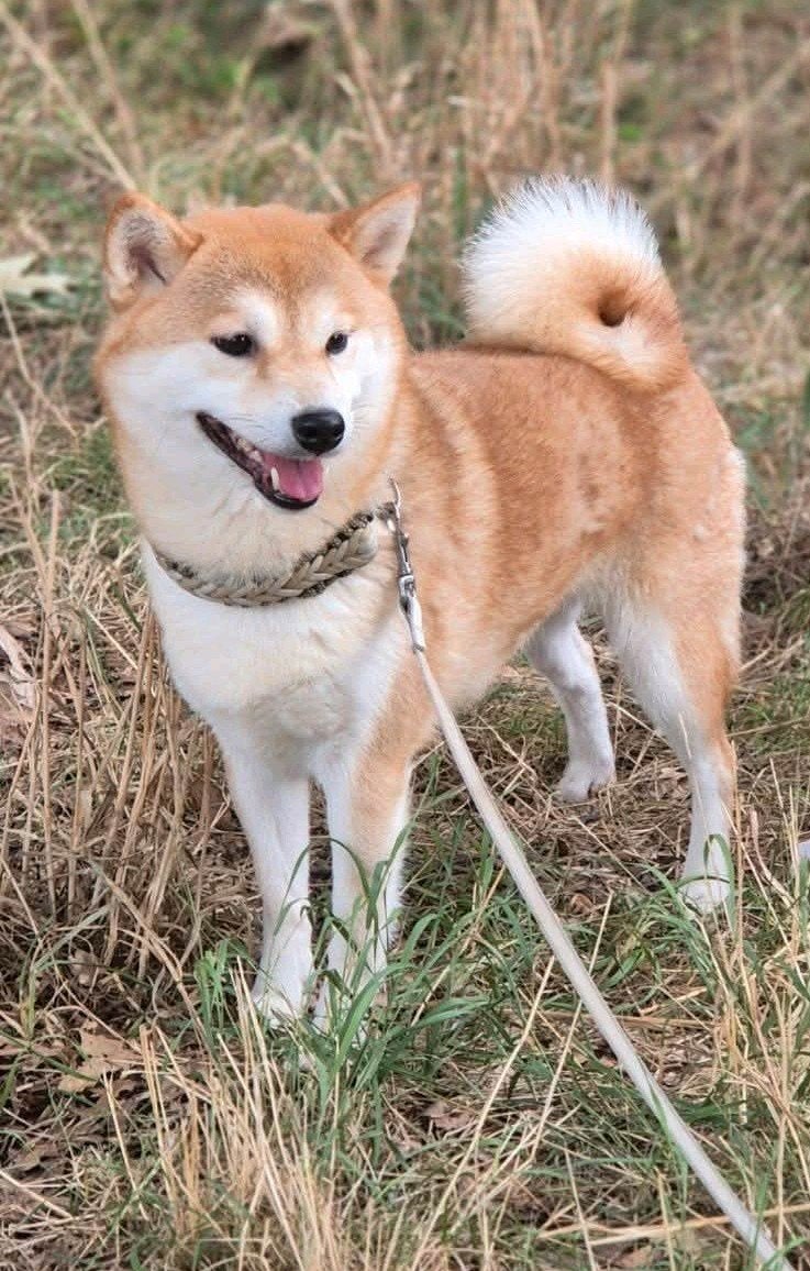 Shiba teefje, Dieren en Toebehoren, Honden | Poolhonden, Keeshonden en Oertypen, Parvo, Teef, Eén hond, 3 tot 5 jaar