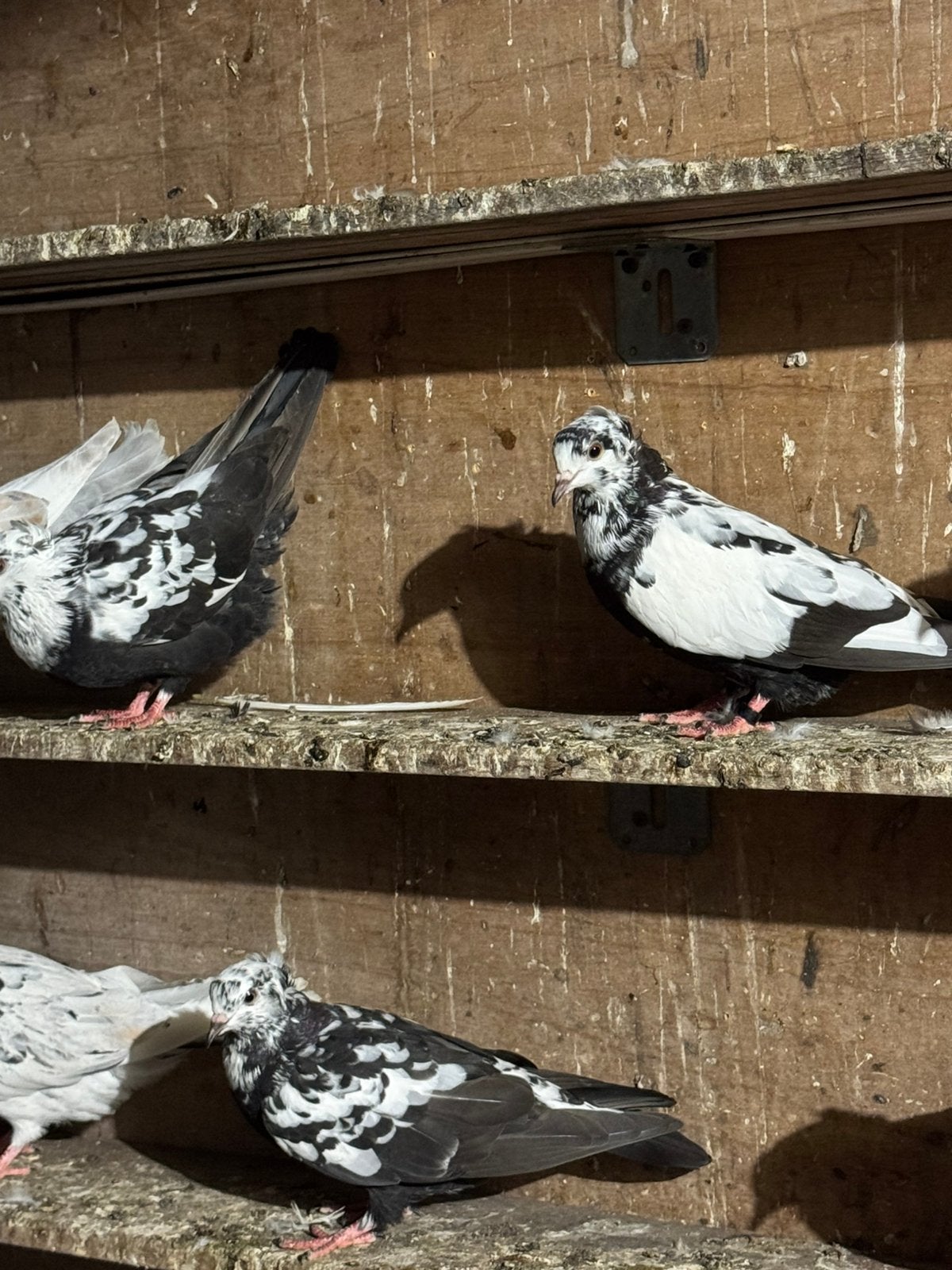 Duiven, Meerdere dieren, Overige soorten