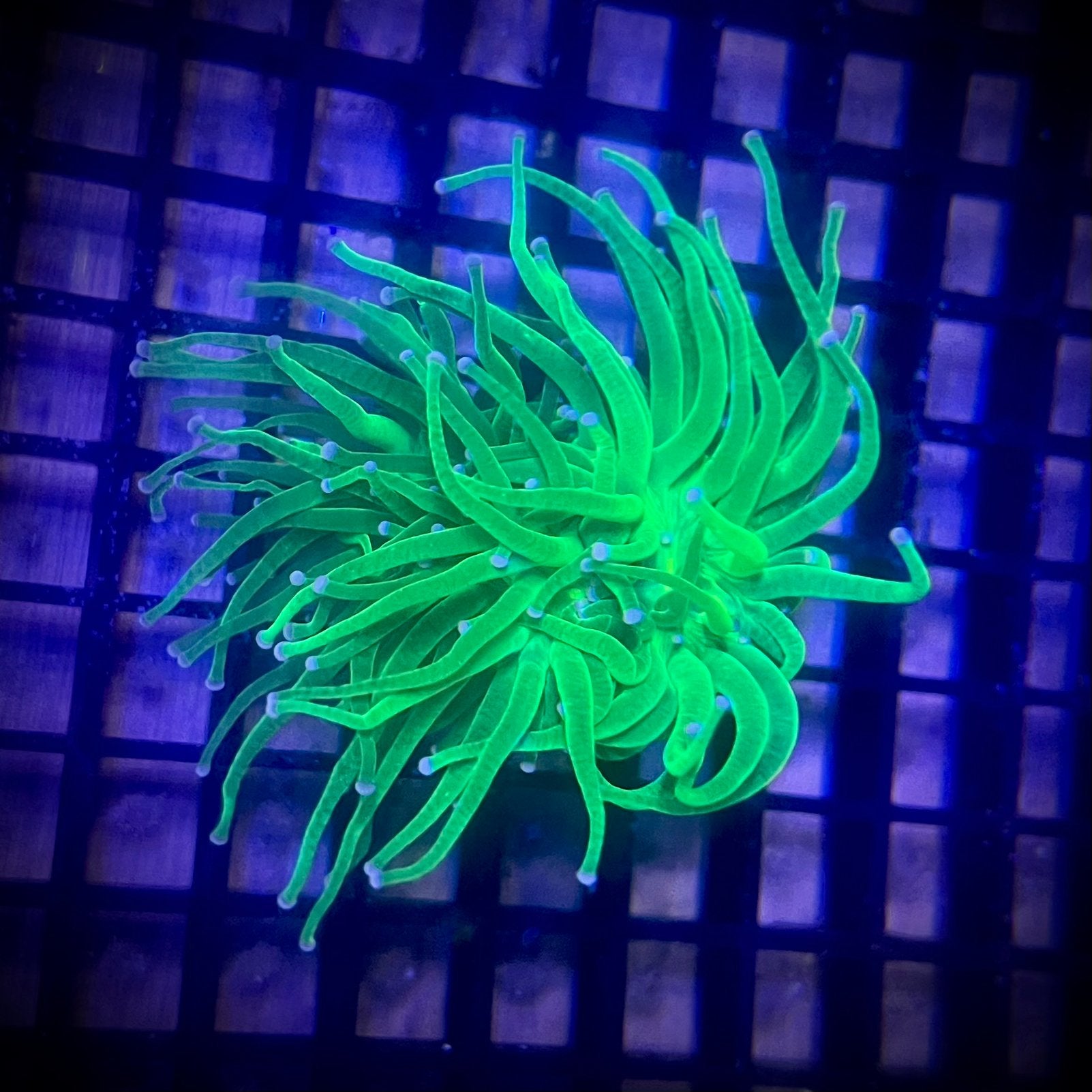 Stuk van 2 koppen Euphyllia Glabrescens Blueberry Ultra, Dieren en Toebehoren, Ophalen, Nieuw, Gevuld zeewateraquarium
