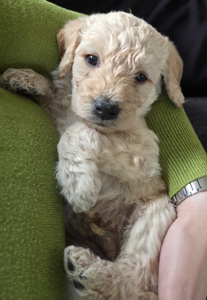 Prachtige kl medium labradoodle pups, CDV (hondenziekte), 8 tot 15 weken, Meerdere, Meerdere dieren
