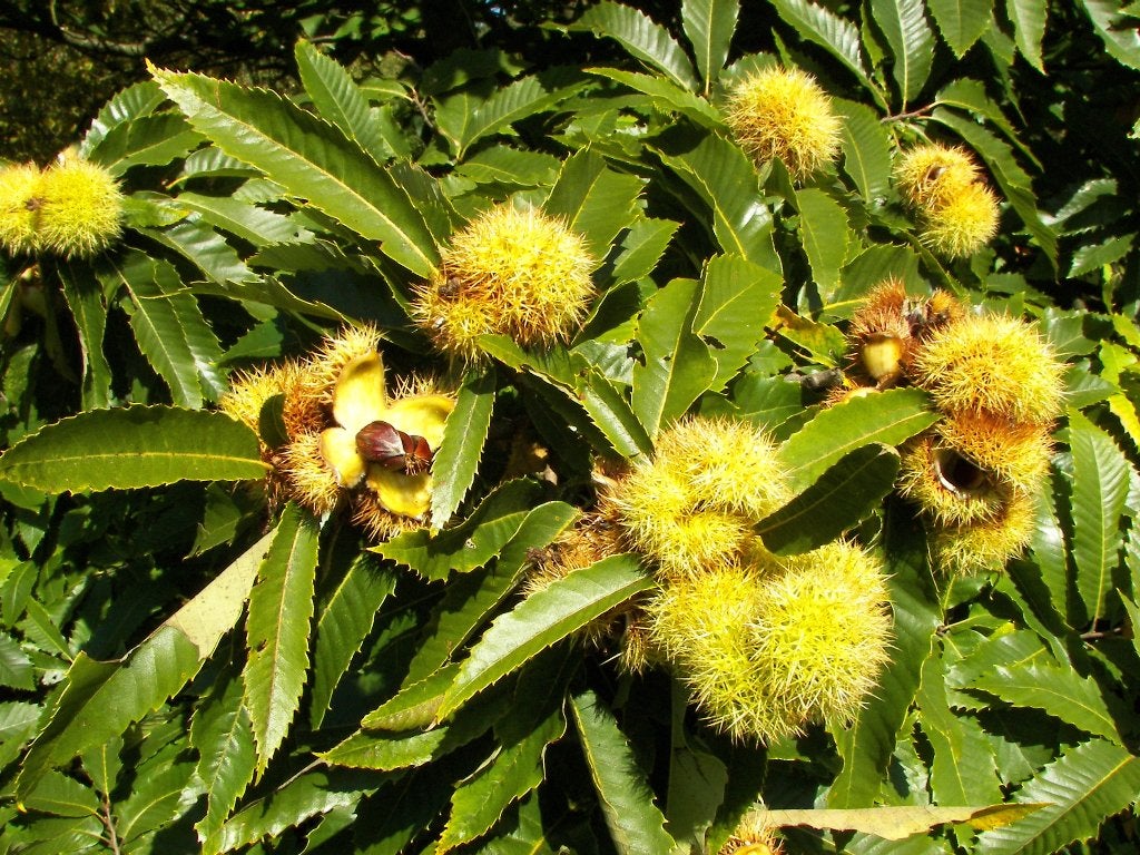 4 Grote Tamme Kastanje boom 300 cm  € 100, Lente, 100 tot 250 cm, Volle zon, In pot