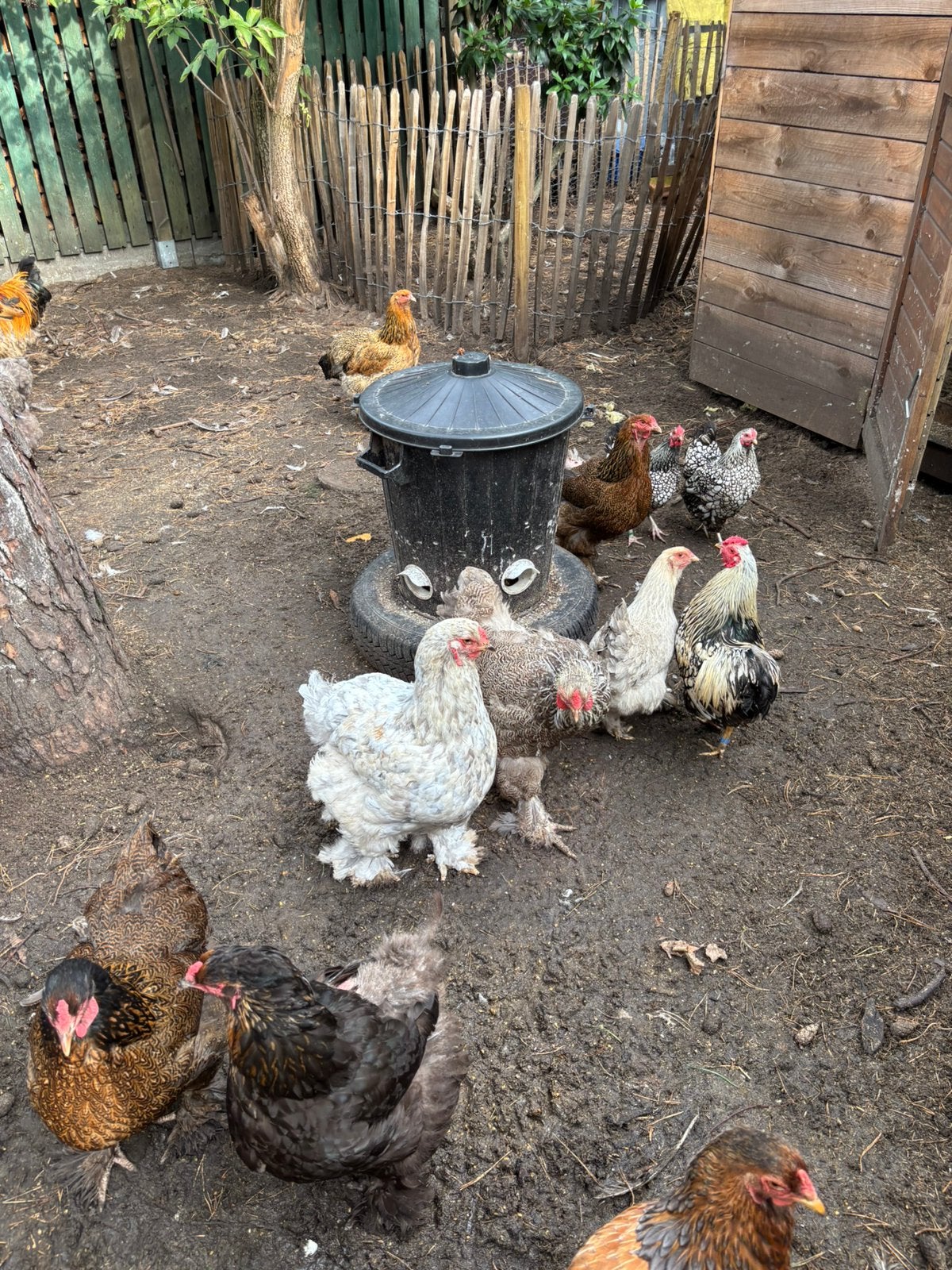 Brahma groothoenders, Meerdere dieren, Kip