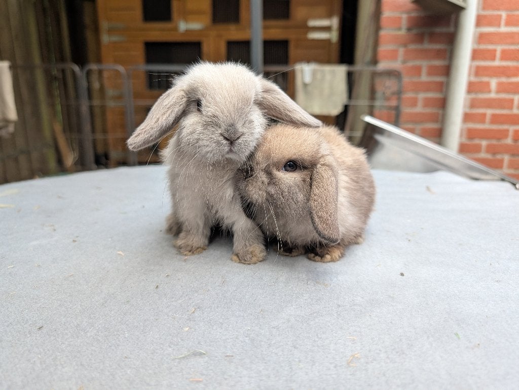 Lieve minilop x nhd konijntjes, Dieren en Toebehoren, Konijnen, Meerdere dieren, Dwerg, Hangoor, 0 tot 2 jaar