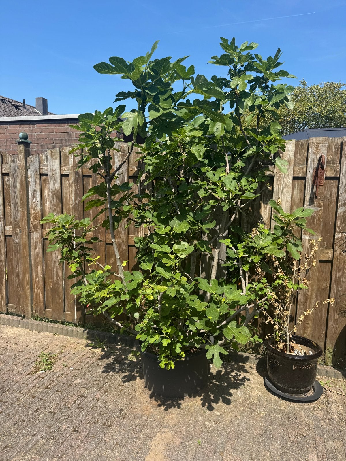 Grote vijgenboom in pot - Ideaal voor terras of tuin, Overige soorten, 250 tot 400 cm, Zomer, Ophalen