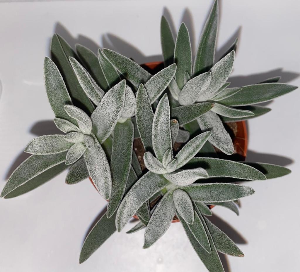 Crassula tenelli (Crassula mesembryanthoides, Huis en Inrichting, Kamerplanten, Ophalen of Verzenden