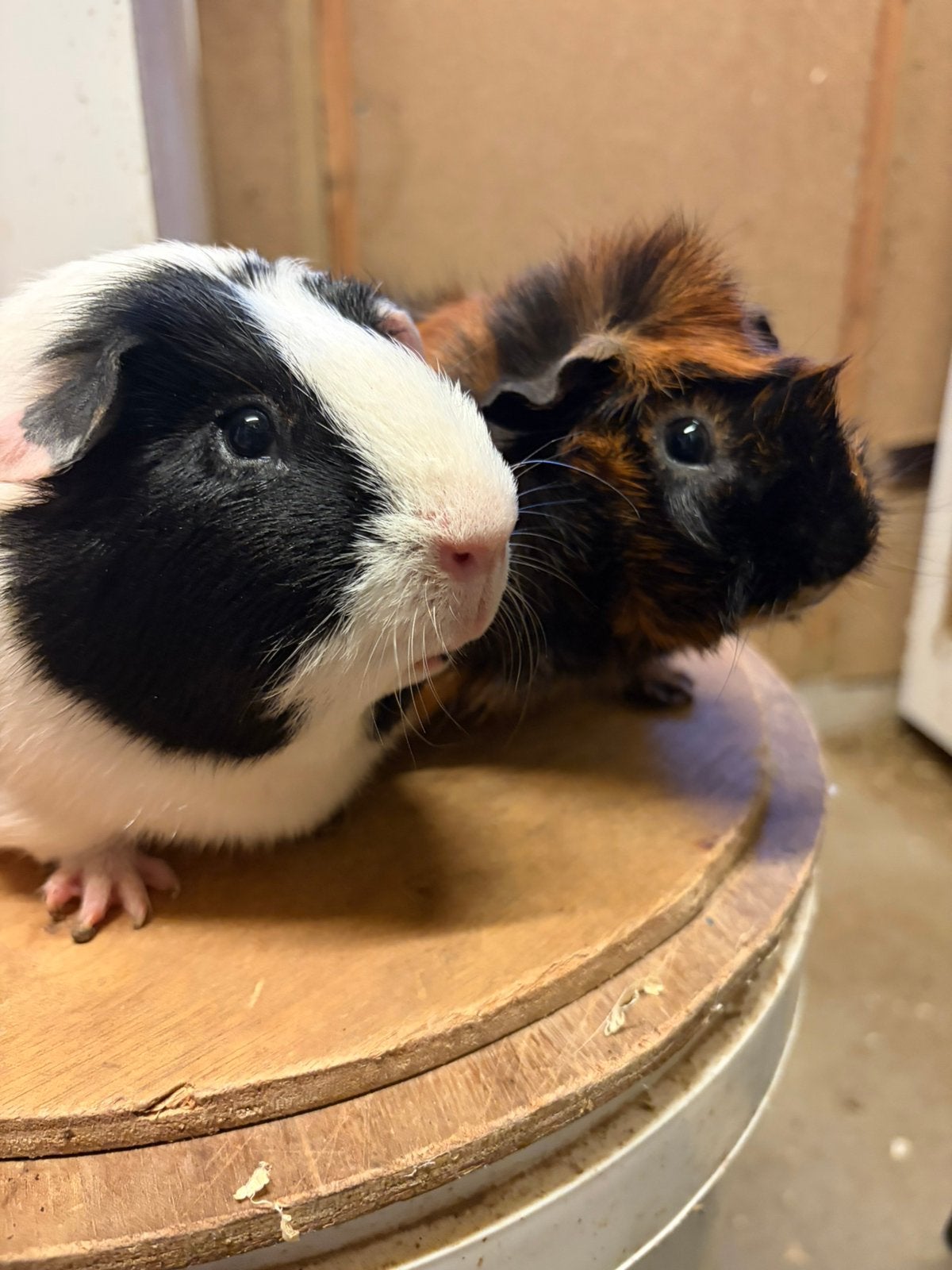 Berenkoppel, Dieren en Toebehoren, Maart, Meerdere dieren, Cavia