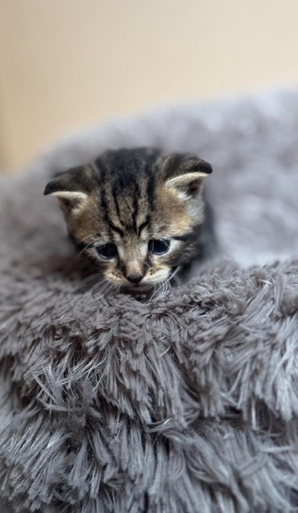 lieve kittens  ( moeder halve bengaal ), Dieren en Toebehoren, Katten en Kittens | Overige Katten, Meerdere dieren