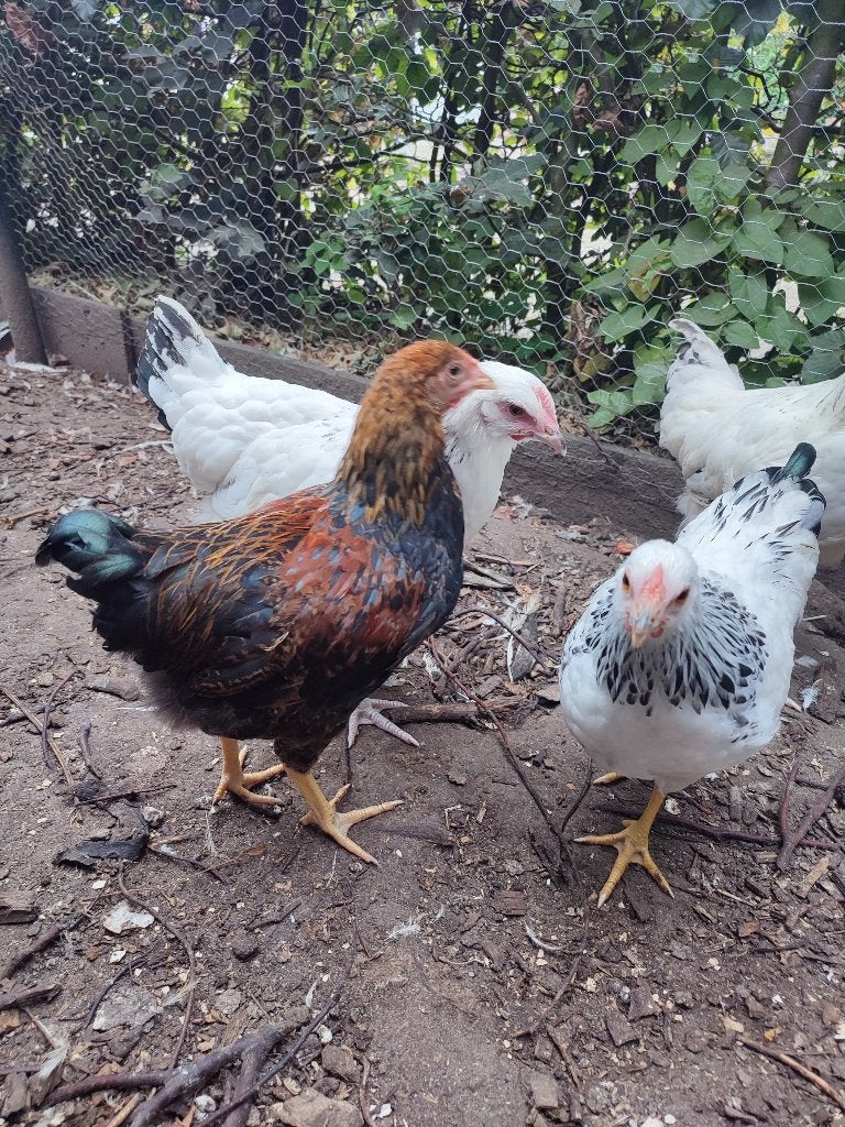 Wyandotte kriel haan Columbia, zwartwit gez, mz patrijs, Dieren en Toebehoren, Mannelijk, Kip