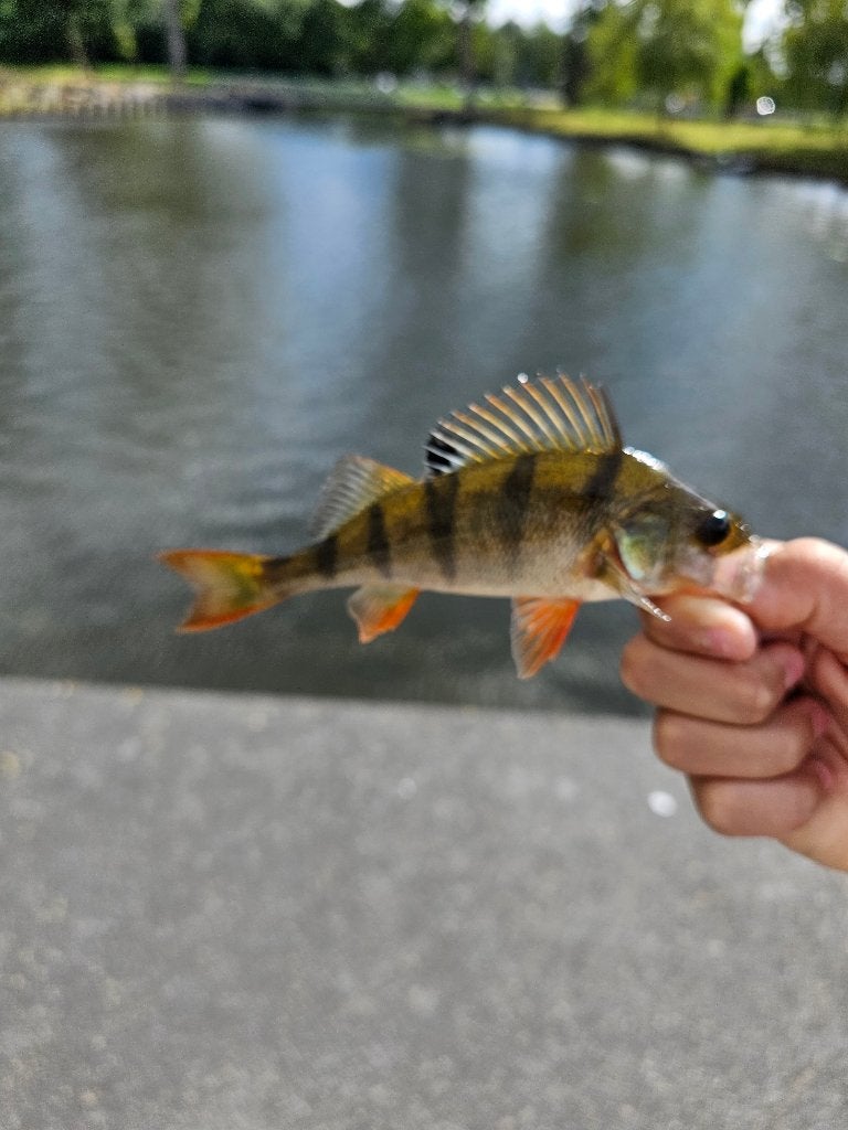 Hengels te ruil of te koop, Watersport en Boten, Ophalen of Verzenden, Gebruikt, Werphengel