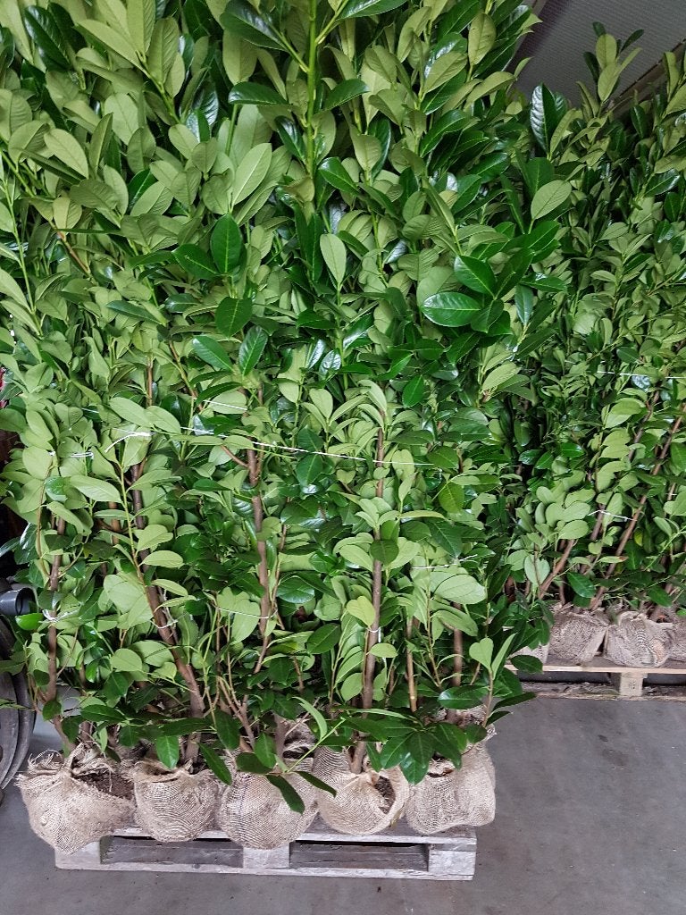 laurier rotundifolia te koop, Ophalen, Laurier, Struik, 100 tot 250 cm