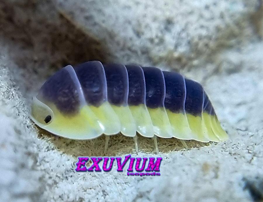 Cubaris sp. Lemon Blue isopods / pissebedden, Dieren en Toebehoren, Overige soorten