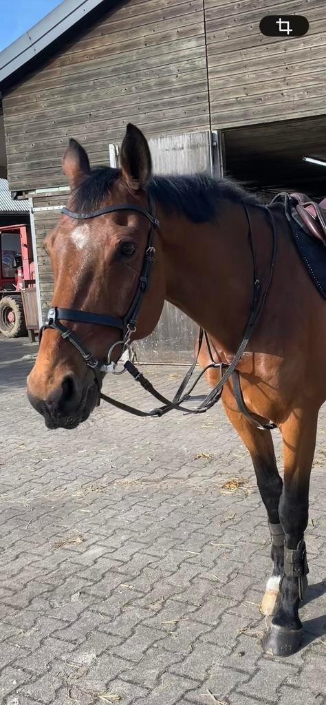 PS of Sweden London trainings hoofdstel, Dieren en Toebehoren, Ophalen of Verzenden, Zo goed als nieuw, Springen