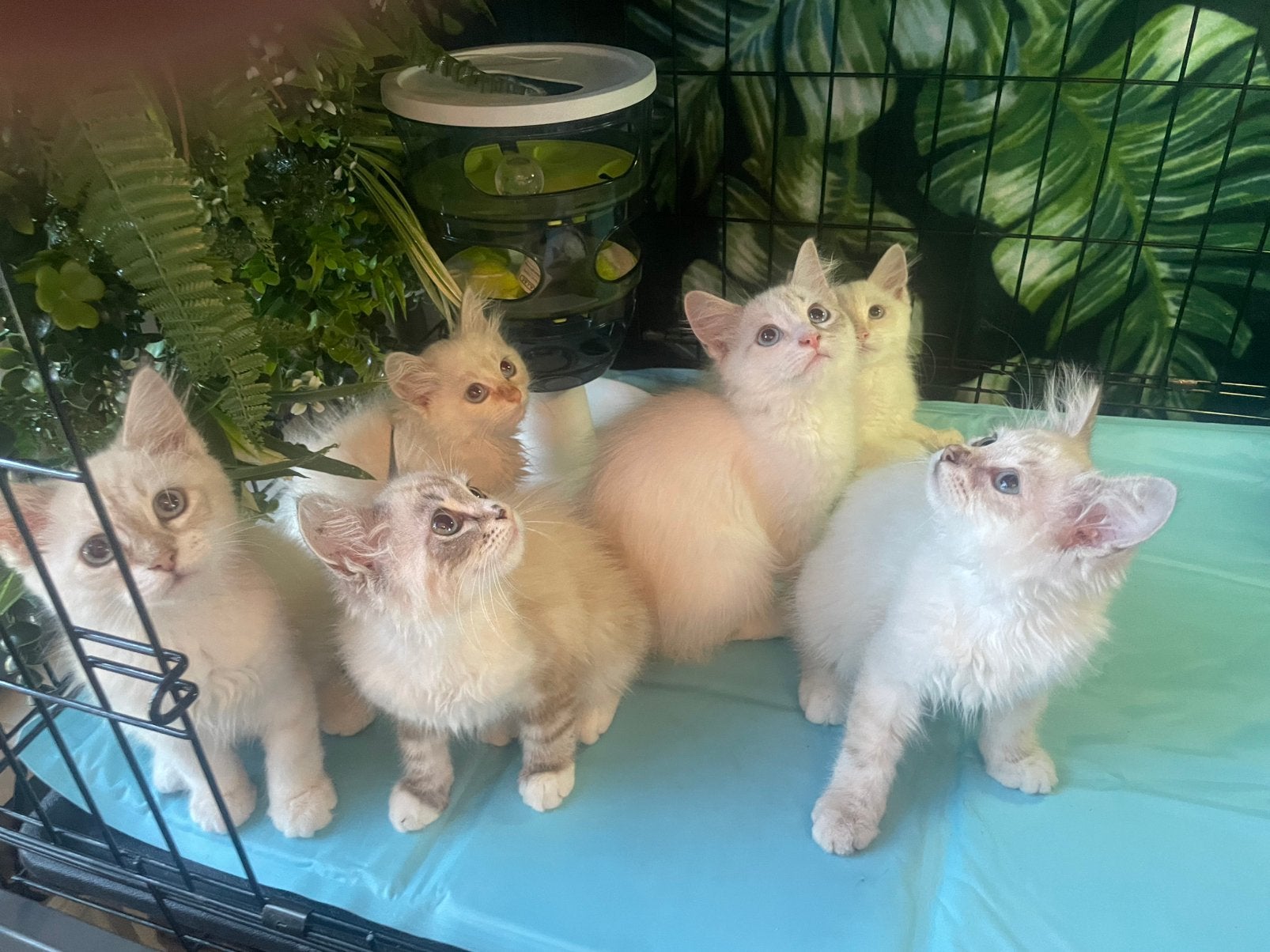 Neva Masquerade kittens te koop met stamboom, Geslacht onbekend, Met stamboom, 0 tot 2 jaar