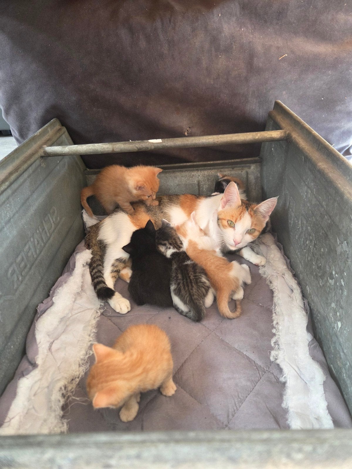 Mooie kittens te koop mogen 17 september verhuizen, Dieren en Toebehoren, Meerdere dieren, 0 tot 2 jaar