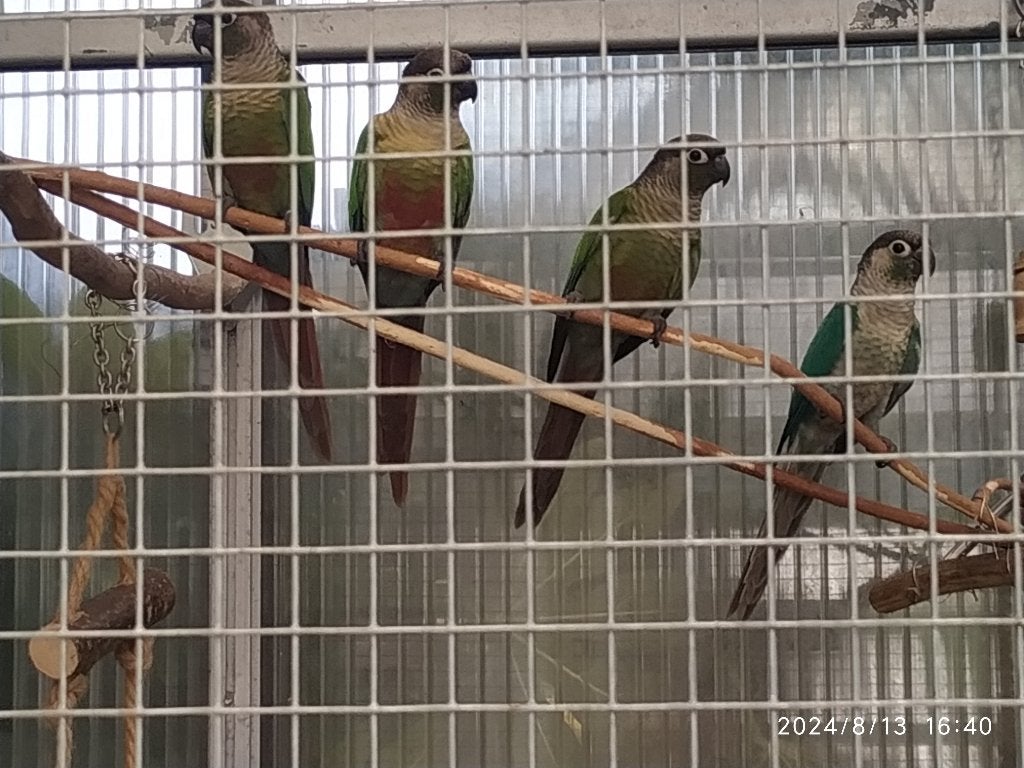 Pyrrhura, Meerdere dieren, Parkiet